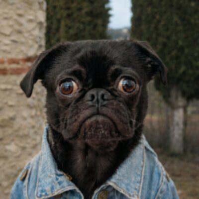 Roger, mascotte de Studalya